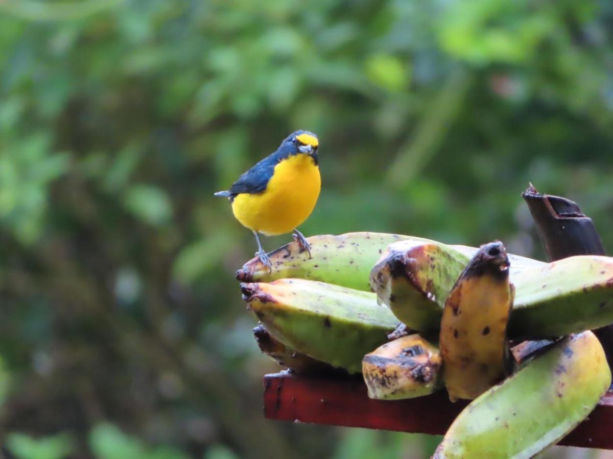 La Ceiba Tree Lodge Tilarán Esterno foto