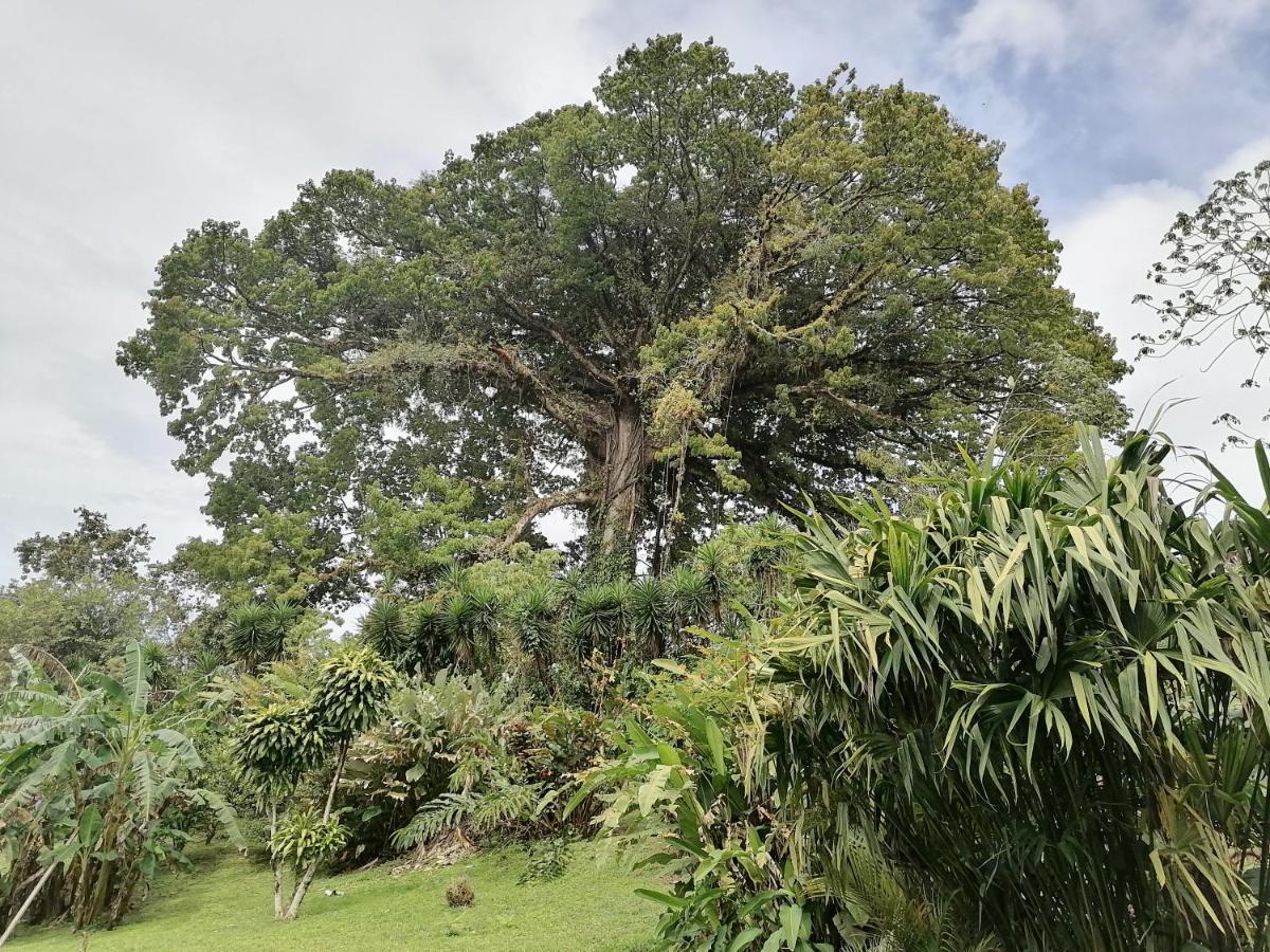 La Ceiba Tree Lodge Tilarán Esterno foto