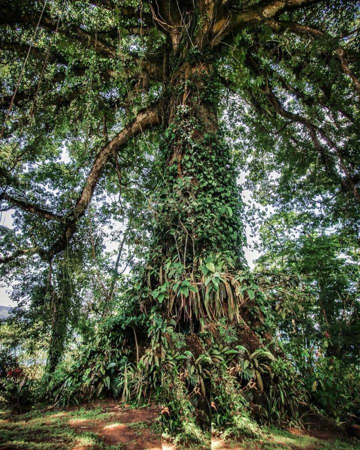 La Ceiba Tree Lodge Tilarán Esterno foto